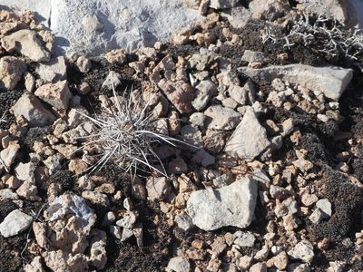 Echinocereus engelmannii, photographed by Stephanie Taylor