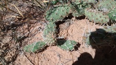 Opuntia arenaria, photographed by Alberto Wong