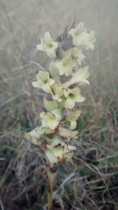 Dichromanthus michuacanus, photographed by Alberto Wong