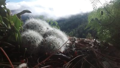 Mammillaria senilis, photographed by Alberto Wong