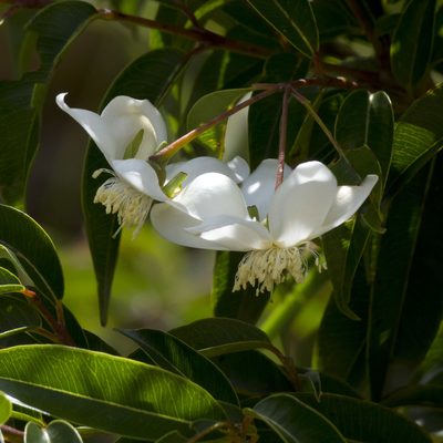 Campomanesia lineatifolia, photographed by Manuel Ortiz