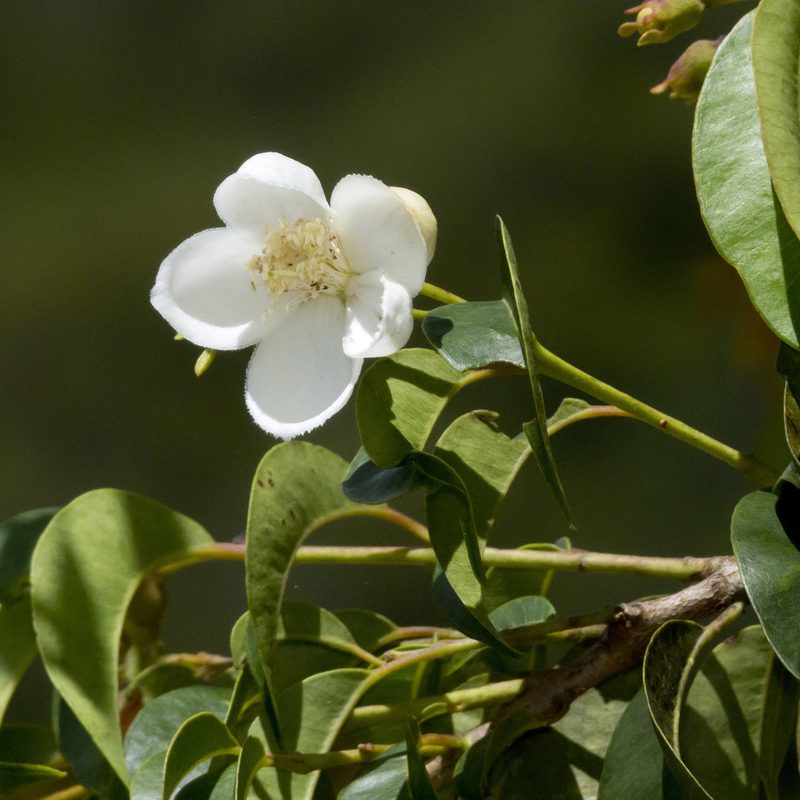 Campomanesia lineatifolia, photographed by Manuel Ortiz