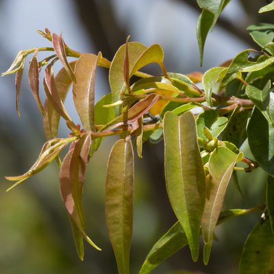 Campomanesia lineatifolia, photographed by Manuel Ortiz