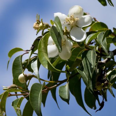 Campomanesia lineatifolia, photographed by Manuel Ortiz