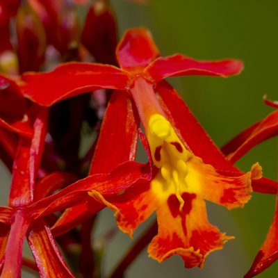 Epidendrum ibaguense, photographed by Manuel Ortiz