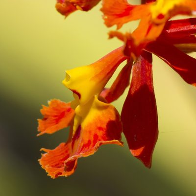 Epidendrum ibaguense, photographed by Manuel Ortiz