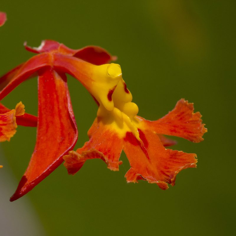 Epidendrum ibaguense, photographed by Manuel Ortiz