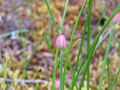 Allium amplectens, photographed by Erin Springinotic