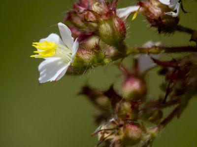 Chaetogastra longifolia, photographed by Manuel Ortiz