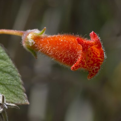 Kohleria hirsuta, photographed by Manuel Ortiz
