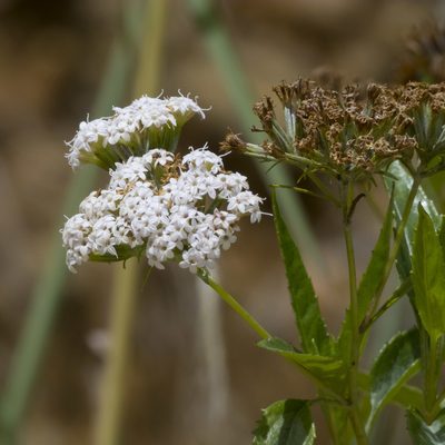 Stevia lucida, photographed by Manuel Ortiz