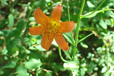 Lilium parvum, photographed by Steve Woodward