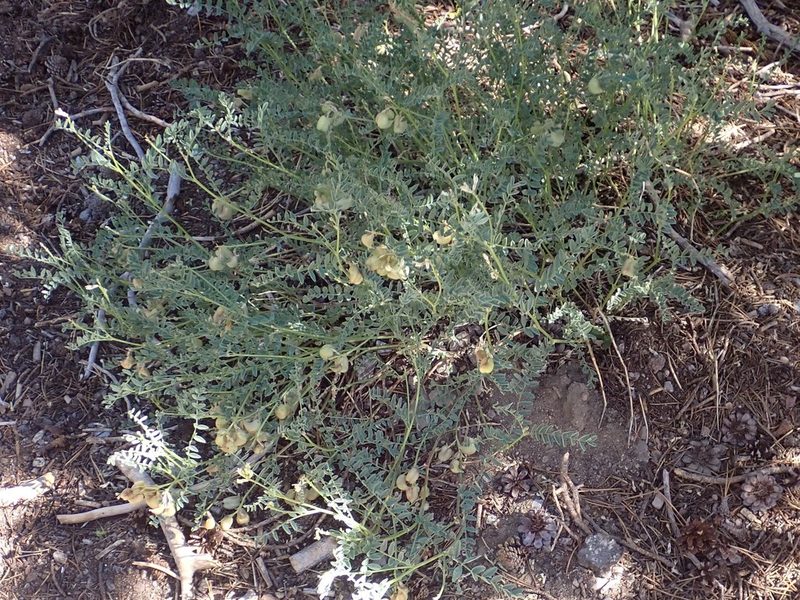 Astragalus bolanderi, photographed by Steve Woodward
