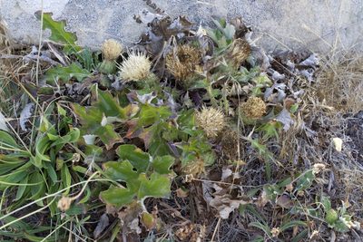 Cirsium quercetorum, photographed by Arvel Hernandez