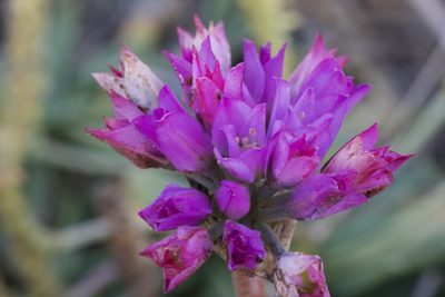 Allium dichlamydeum, photographed by Arvel Hernandez