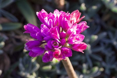 Allium dichlamydeum, photographed by Arvel Hernandez
