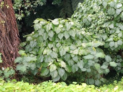 Entelea arborescens, photographed by Leon Perrie