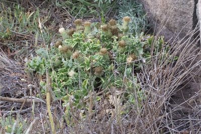 Cirsium quercetorum, photographed by Arvel Hernandez