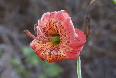 Lilium pardalinum, photographed by Arvel Hernandez