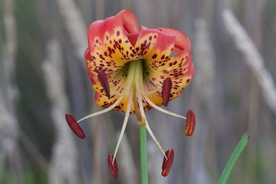 Lilium pardalinum, photographed by Arvel Hernandez