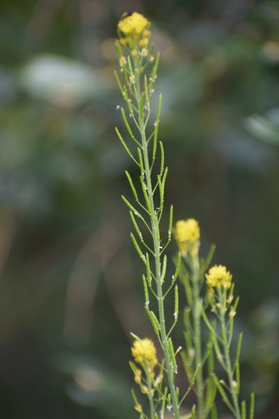 Descurainia incana, photographed by Syd Cannings