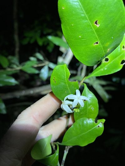 Ochrosia poweri, photographed by Greg Tasney