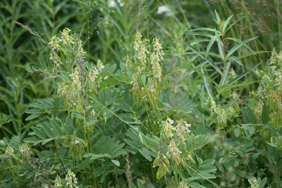 Astragalus americanus, photographed by Syd Cannings
