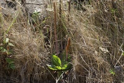 Plantago subnuda, photographed by Arvel Hernandez