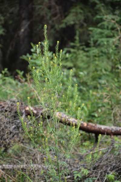 Descurainia incana, photographed by Syd Cannings
