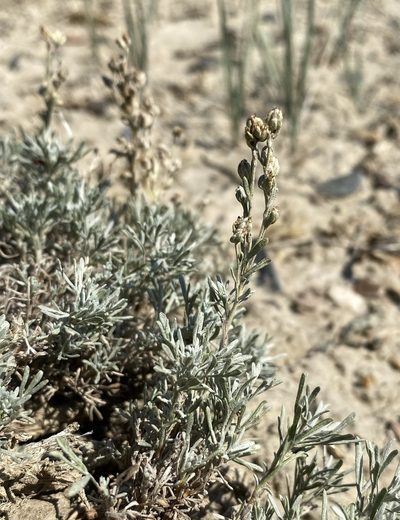 Artemisia pedatifida, photographed by Matt Berger