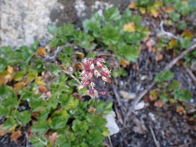 Heuchera rubescens, photographed by John Brew