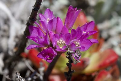 Allium dichlamydeum, photographed by Arvel Hernandez