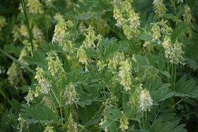 Astragalus americanus, photographed by Syd Cannings