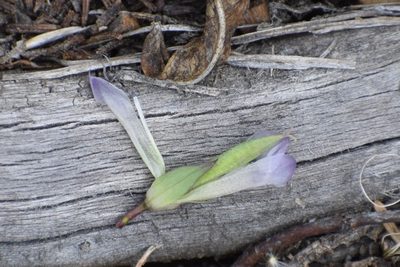 Gentianella propinqua, photographed by Syd Cannings