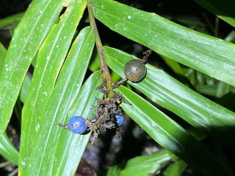 Alpinia modesta, photographed by Greg Tasney