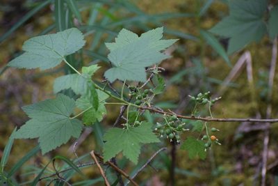 Ribes hudsonianum, photographed by Syd Cannings
