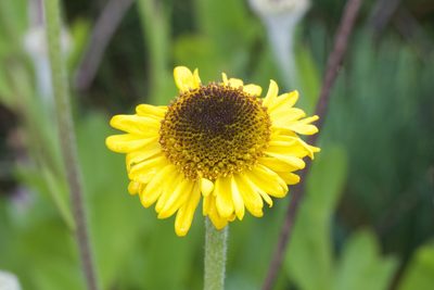 Helenium bolanderi, photographed by Arvel Hernandez