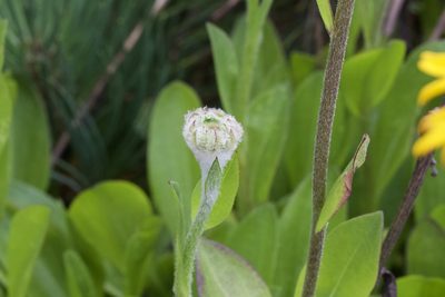 Helenium bolanderi, photographed by Arvel Hernandez