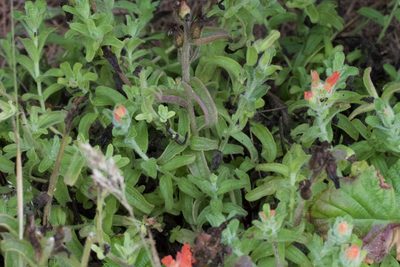 Castilleja wightii, photographed by Arvel Hernandez