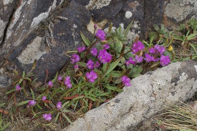 Allium dichlamydeum, photographed by Arvel Hernandez