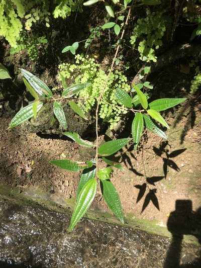 Miconia dichrophylla, photographed by birdzilla