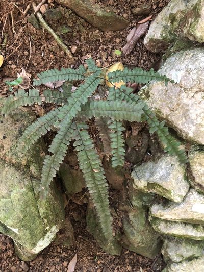 Adiantum pyramidale, photographed by birdzilla