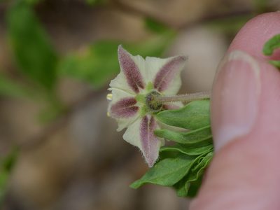 Chamaesaracha edwardsiana, photographed by Michelle W. （鍾偉瑋）