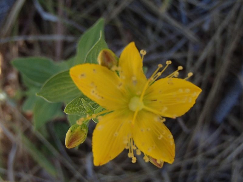 Hypericum scouleri, photographed by Tom Wainwright