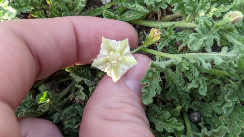 Chamaesaracha coniodes, photographed by Nautilus 211