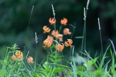 Lilium michiganense, photographed by Kalvin Chan