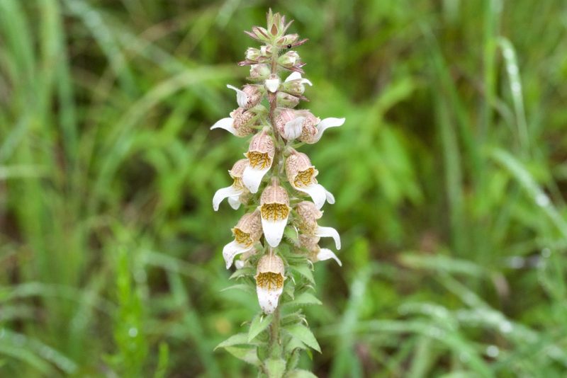 Digitalis lanata, photographed by Owen Strickland