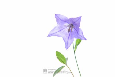 Platycodon grandiflorus, photographed by Yi CHEN