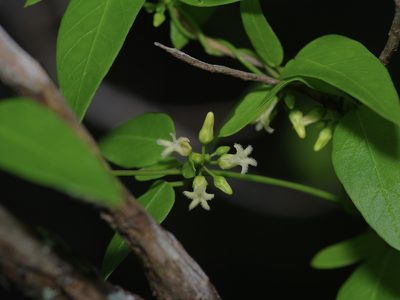 Metastelma barbigerum, photographed by Michelle W. （鍾偉瑋）