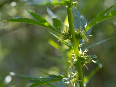Datisca glomerata, photographed by Karen and Mike